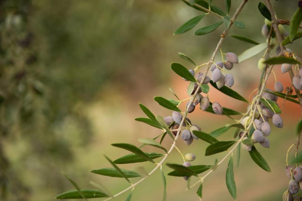όμορφο παραθασυγκρότημα ενοικιαζόμενων καταλυμάτων ως ολόκληρος χώρος - Chrani, ελλάδαλάσσιο Hébergement de vacances Chrani